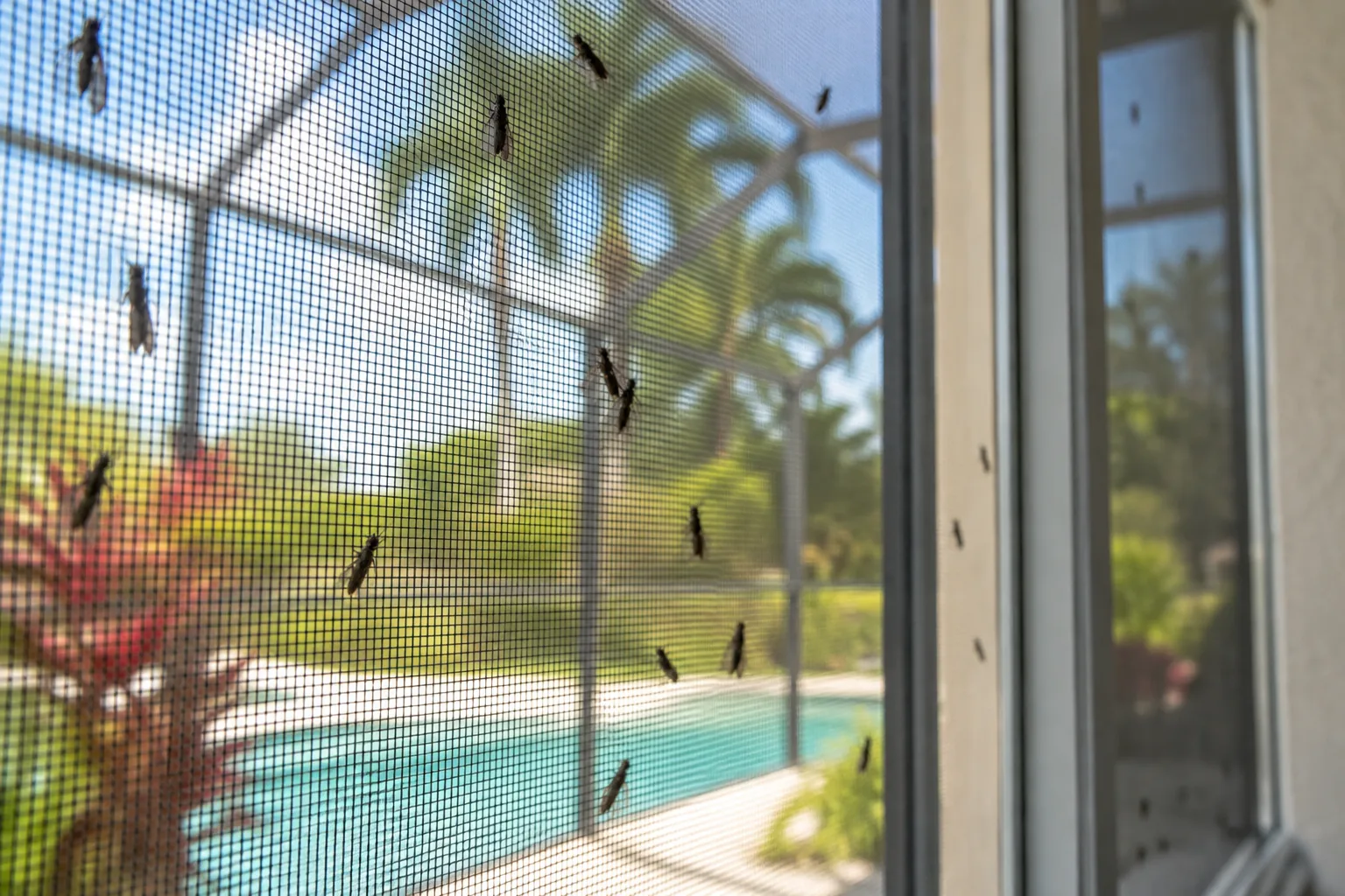 A pool screen enclosure in late summer with lovebugs on the mesh